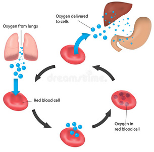 红细胞周期呼吸标记肝脏和图片