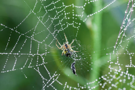蜘蛛在绿色森林特写背景下,一只长着长腿的蜘蛛金蜘蛛蜘蛛在吃被困的