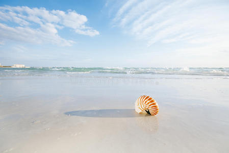 阳光下佛罗里达海滩白色沙滩上的鹦鹉螺壳