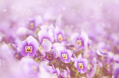 梦幻般的紫罗兰花照片图片