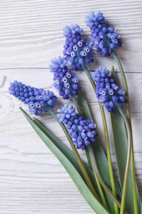 一束春天的花，麝香蓝色，近距离垂直