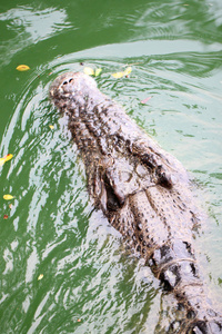 游泳时的鳄鱼头。