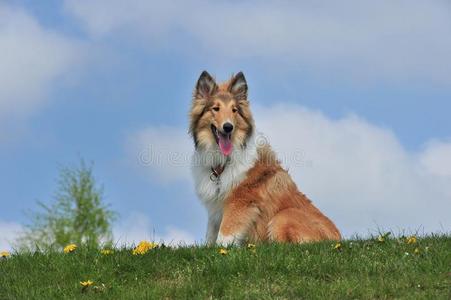 美洲牧羊犬图片