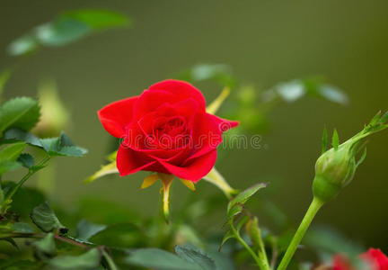 春季野生红玫瑰