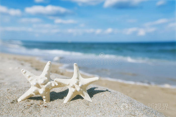 白色海星,有海洋,海滩,天空和海景