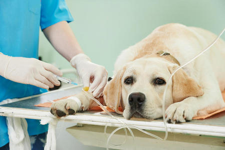 拉布拉多犬在临床接种疫苗图片