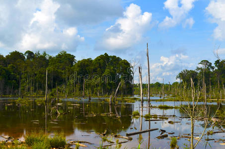沼泽的区域图片
