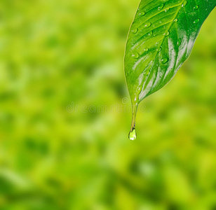 雨滴落在树叶上