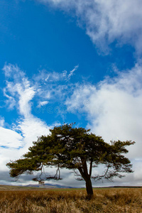 一棵孤零零的树，蓝色的天空环绕着朱利安
