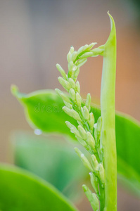 植物的花芽图片