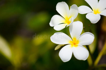 热带白色鸡蛋花