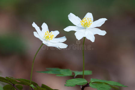 木银莲花