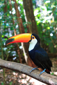 国家的 托科 公园 南方 伊瓜苏瀑布 巨嘴鸟 达斯 自然