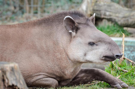 南美tapirtapirus terrestris