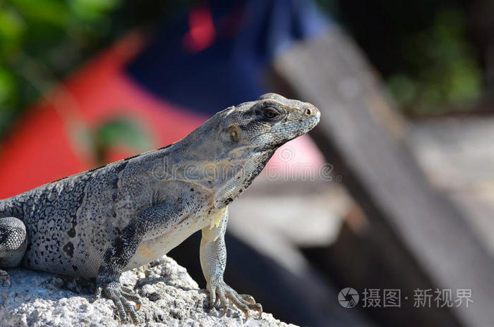 穆杰雷斯岛蜥蜴