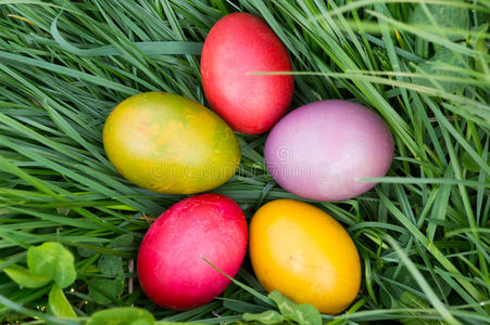 绿草中的复活节彩蛋