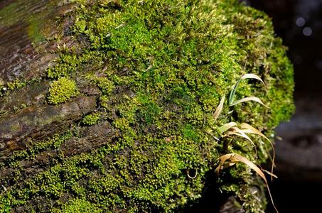 苔藓细节