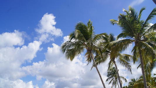 加勒比海的棕榈海滩cayo levantado。多米尼加共和国