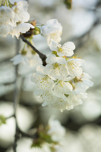 美丽的 花园 花的 园艺 植物区系 盛开 粉红色 花瓣 樱桃