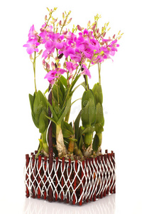 颜色 礼物 花束 特写镜头 花瓣 花园 美丽的 植物区系