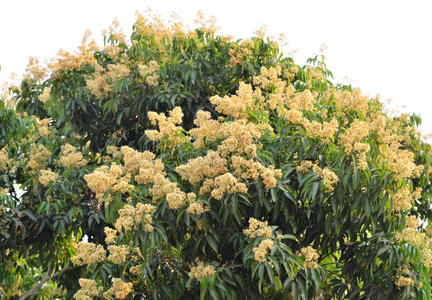 果子亚洲泰国荔枝果实树荔枝荔枝果实荔枝荔枝果实山上的果园成实的