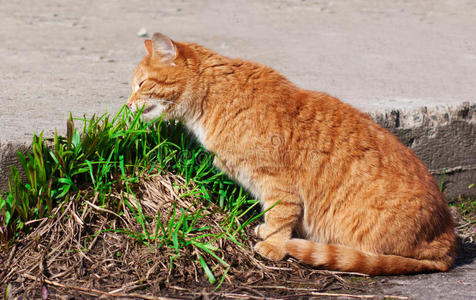 猫吃新鲜的小草