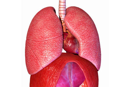 健康的肺图片高清图片
