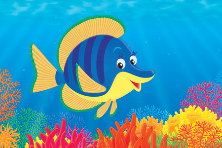 热带海洋的黄色和蓝色鱼游遍五颜六色的珊瑚海礁的深蓝色条纹