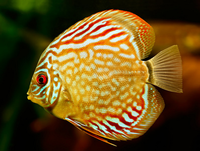 水族馆有许多彩色鱼水族馆有许多彩色鱼神仙手中有鸟神仙七彩神仙鱼
