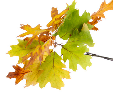与秋天的黄色树叶，孤立在白色橡木的那枝小树枝