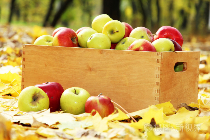 板条箱的新鲜成熟的苹果在秋天的叶子上的花园