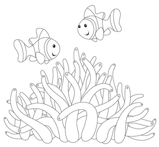 anemonefishes 和初步
