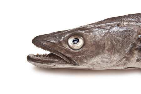 欧洲鳕鱼鱼merluccius
