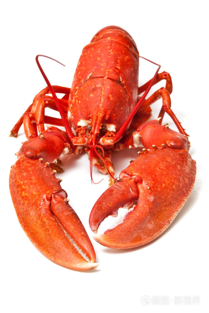 欧洲共同龙虾煮熟