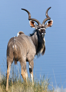 成熟的雄性捻角羚纳米比亚