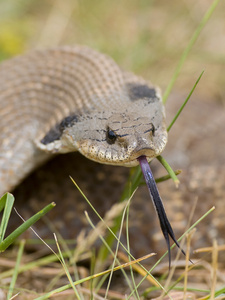蛇的舌头出