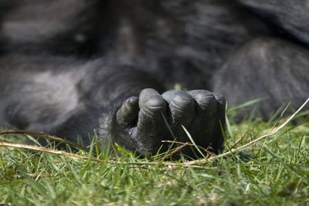 在荷兰一家动物园一个休息猩猩的手