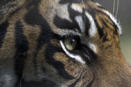 在荷兰一家动物园中的苏门答腊虎的肖像
