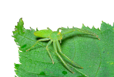 绿色的蜘蛛图片