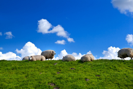 绿绿的草地是小羊的家图片