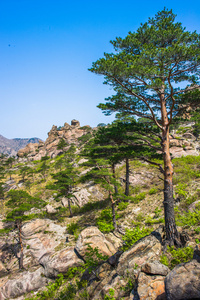 朝鲜金刚山在江原，北 kor 的性质