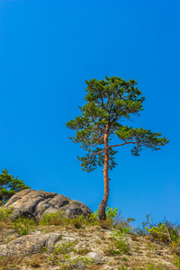 金刚山上树