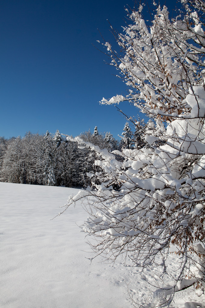 冬季大雪覆盖在蓝色的天空背景上的树木