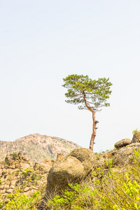 金刚山在朝鲜江原单独树