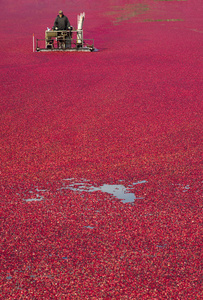 垂直构图蔓越莓沼泽农夫收获粮食水果产品
