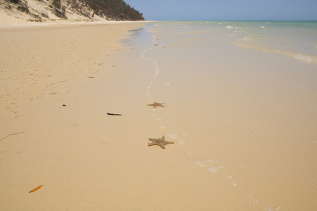 与海星的海滩场景