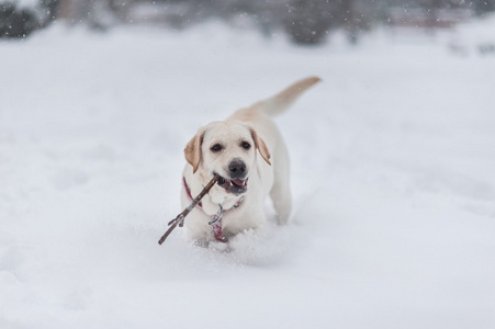 在雪地上的狗