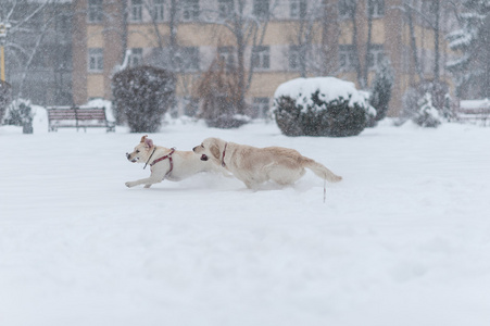 狗在雪地上玩