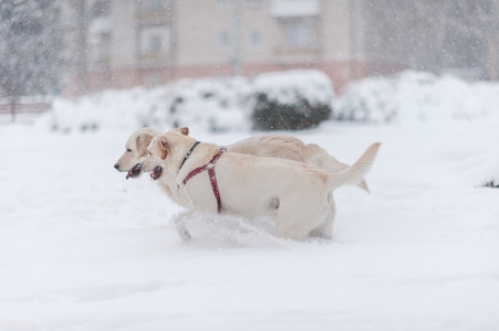 狗在雪地上玩