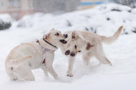 狗在雪地上玩